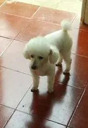 Cachorro ra a POODLE idade 6 ou mais anos nome RICKI GRATIFICA