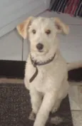 Alemão