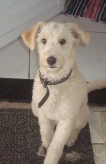 Cachorro ra a Desconhecida  idade 7 a 11 meses nome Alemão