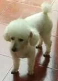 Cachorro raça POODLE idade 6 ou mais anos nome RICKI GRATIFICA