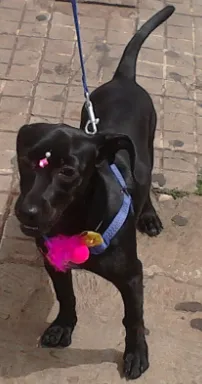 Cachorro ra a Indefinida idade 7 a 11 meses nome Ayla