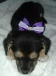 lilica
