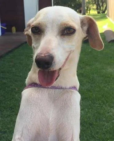 Cachorro ra a SRD idade 1 ano nome Zito