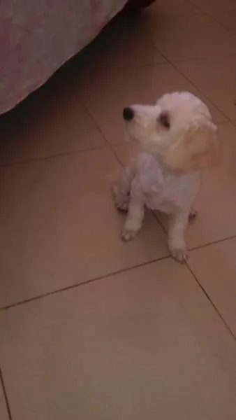 Cachorro raça Poodle idade 2 a 6 meses nome clarinha