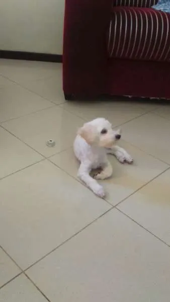 Cachorro raça Poodle idade 2 a 6 meses nome clarinha