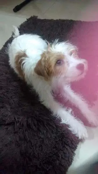 Cachorro ra a Srd idade 2 a 6 meses nome Luna