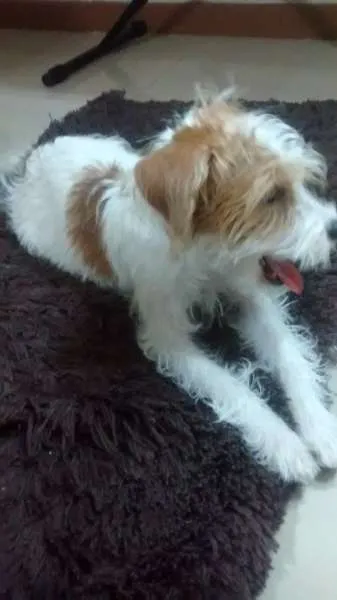 Cachorro ra a Srd idade 2 a 6 meses nome Luna