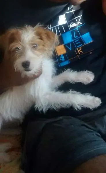 Cachorro ra a Srd idade 2 a 6 meses nome Luna