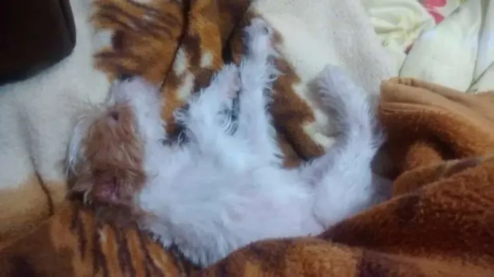 Cachorro ra a Srd idade 2 a 6 meses nome Luna