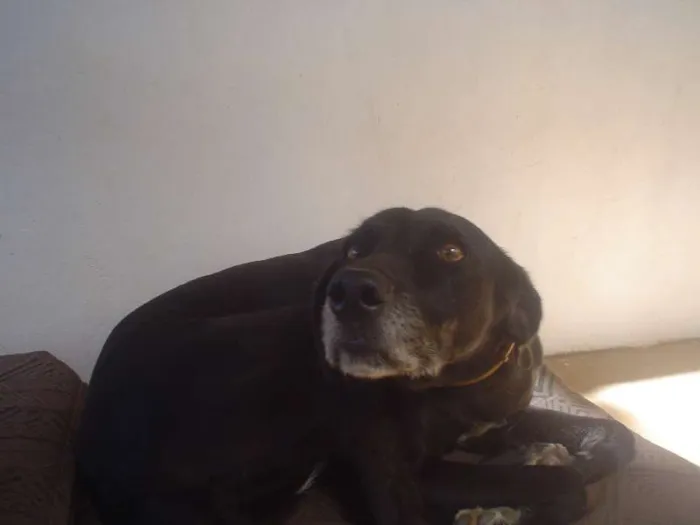 Cachorro ra a Vira lata idade 5 anos nome Nega