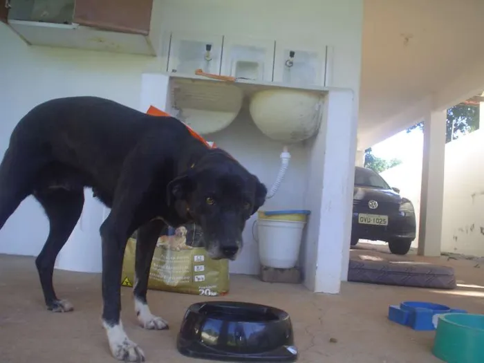 Cachorro ra a Vira lata idade 5 anos nome Nega