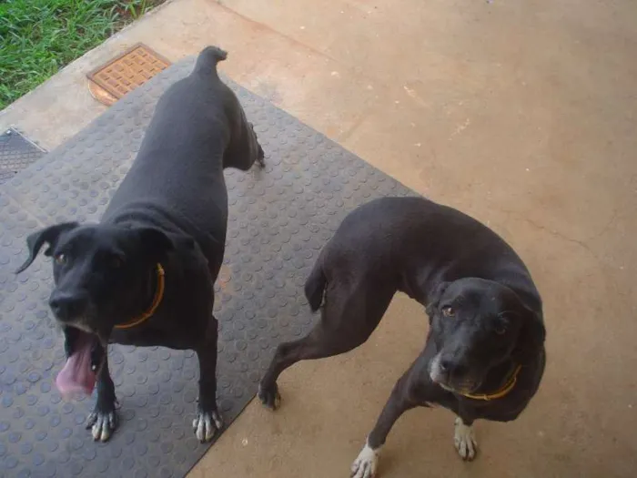 Cachorro ra a Não definida idade 4 anos nome Jaboticaba