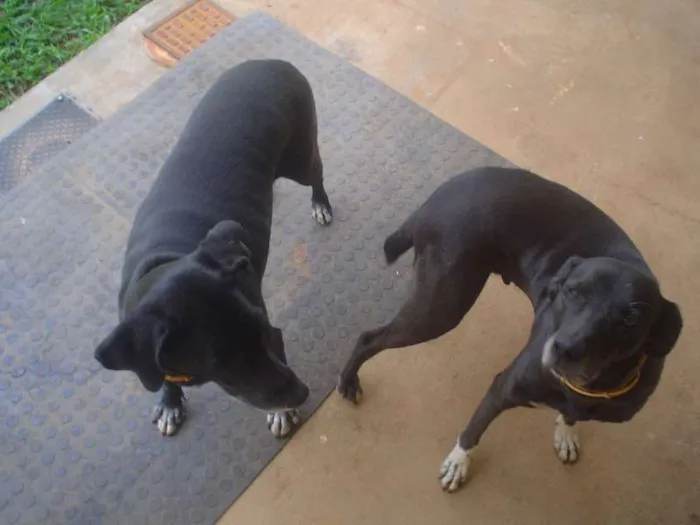 Cachorro ra a Não definida idade 4 anos nome Jaboticaba