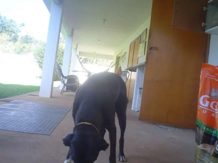 Cachorro ra a Não definida idade 4 anos nome Jaboticaba