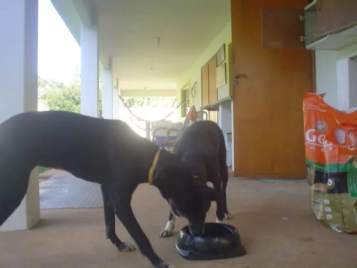 Cachorro ra a Não definida idade 4 anos nome Jaboticaba