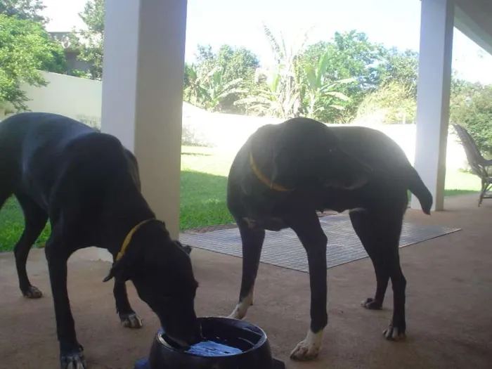 Cachorro ra a Não definida idade 4 anos nome Jaboticaba
