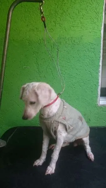 Cachorro ra a Poodle idade 2 anos nome Nina