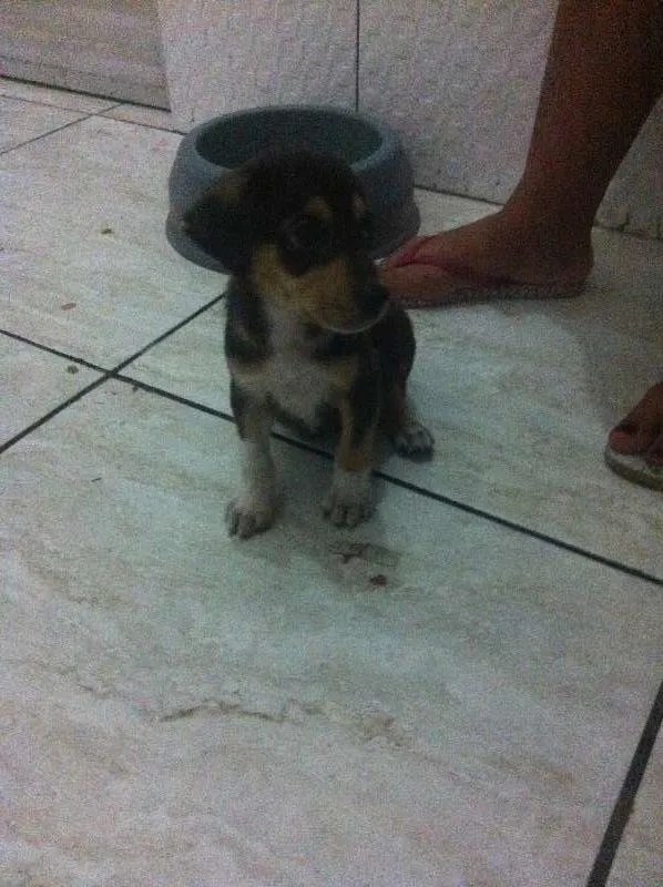 Cachorro raça Vira-Lata idade Abaixo de 2 meses nome Lindos