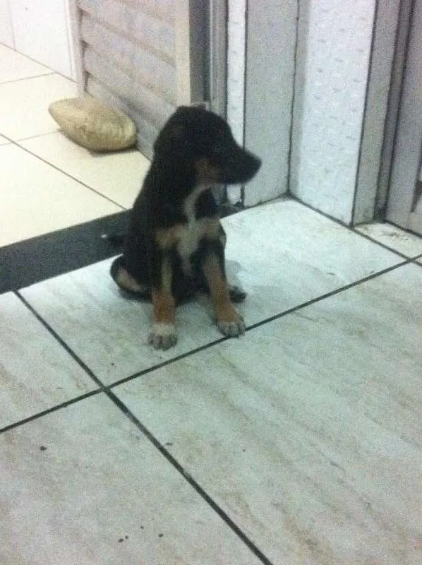 Cachorro raça Vira-Lata idade Abaixo de 2 meses nome Lindos