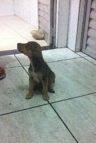 Cachorro raça Vira-Lata idade Abaixo de 2 meses nome Lindos