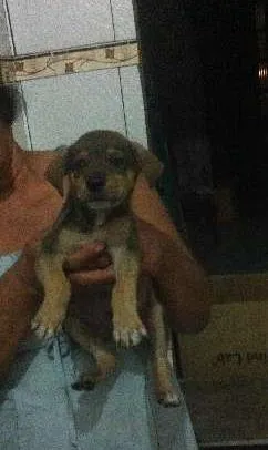 Cachorro raça Vira-Lata idade Abaixo de 2 meses nome Lindos