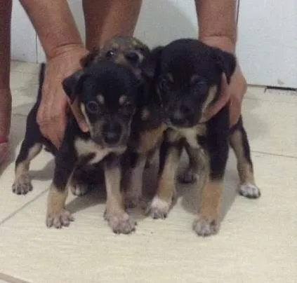 Cachorro raça Vira-Lata idade Abaixo de 2 meses nome Lindos
