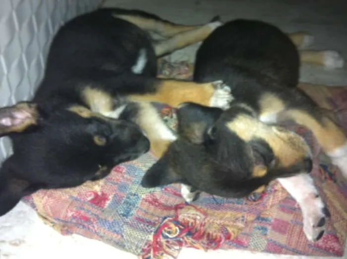 Cachorro raça Vira-Lata idade Abaixo de 2 meses nome Lindos