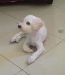 Cachorro raça Poodle idade 2 a 6 meses nome clarinha