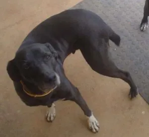 Cachorro raça Vira lata idade 5 anos nome Nega