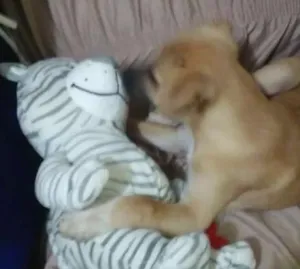Cachorro raça Srd idade 2 a 6 meses nome Scott