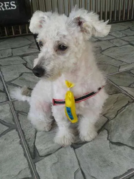 Cachorro ra a Poodle idade 2 anos nome Não sei