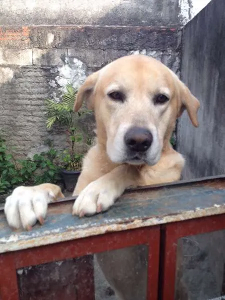 Cachorro ra a Labrador  idade 4 anos nome Thor