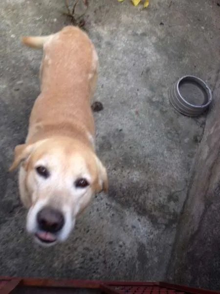 Cachorro ra a Labrador  idade 4 anos nome Thor