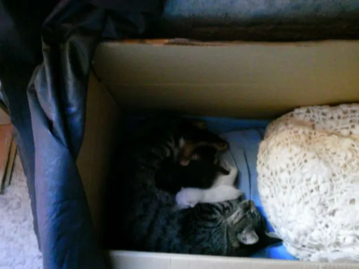 Gato ra a SRD idade Abaixo de 2 meses nome nenhuma