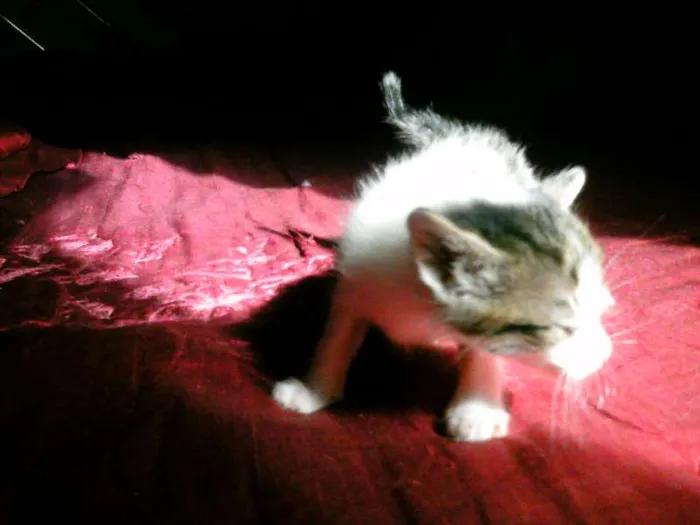 Gato ra a SRD idade Abaixo de 2 meses nome nenhuma