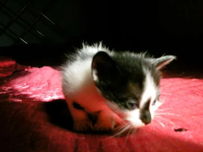 Gato ra a SRD idade Abaixo de 2 meses nome nenhuma