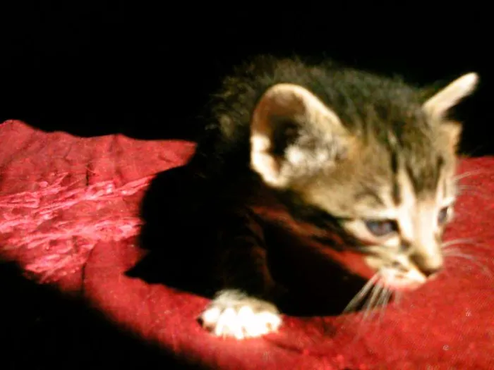 Gato ra a SRD idade Abaixo de 2 meses nome nenhuma