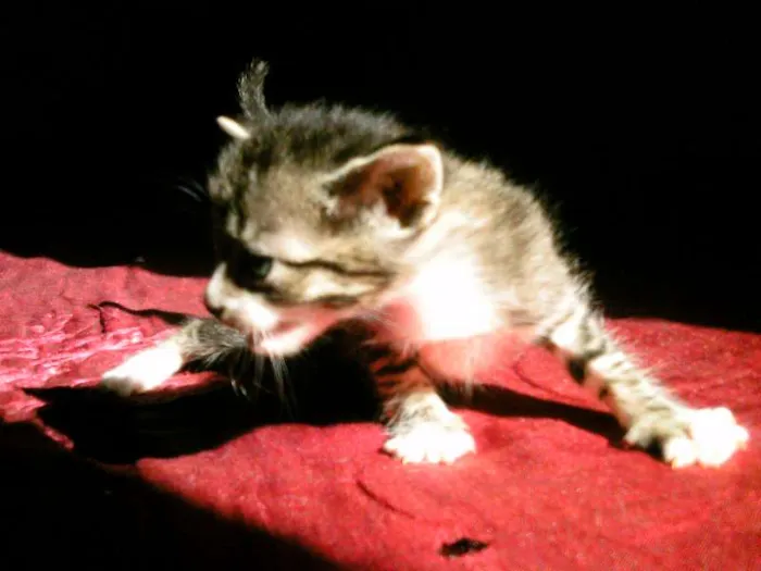 Gato ra a SRD idade Abaixo de 2 meses nome nenhuma