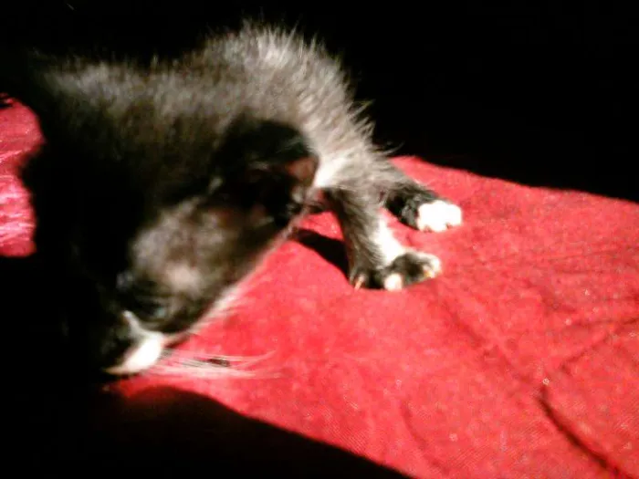 Gato ra a SRD idade Abaixo de 2 meses nome nenhuma