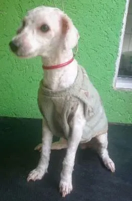 Cachorro ra a Poodle idade 2 anos nome Nina
