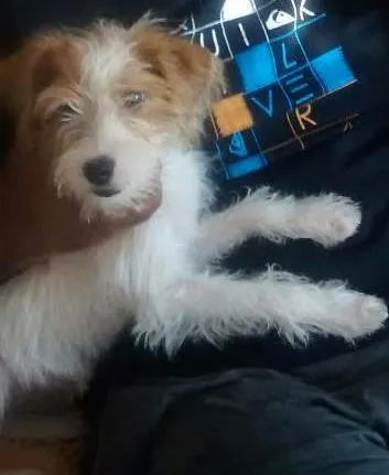 Cachorro ra a Srd idade 2 a 6 meses nome Luna
