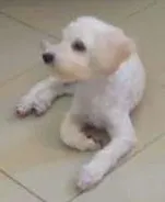 Cachorro raça Poodle idade 2 a 6 meses nome clarinha