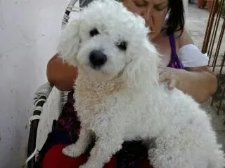 Cachorro ra a Poodle idade 3 anos nome THOR