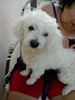 Cachorro ra a Poodle idade 3 anos nome THOR