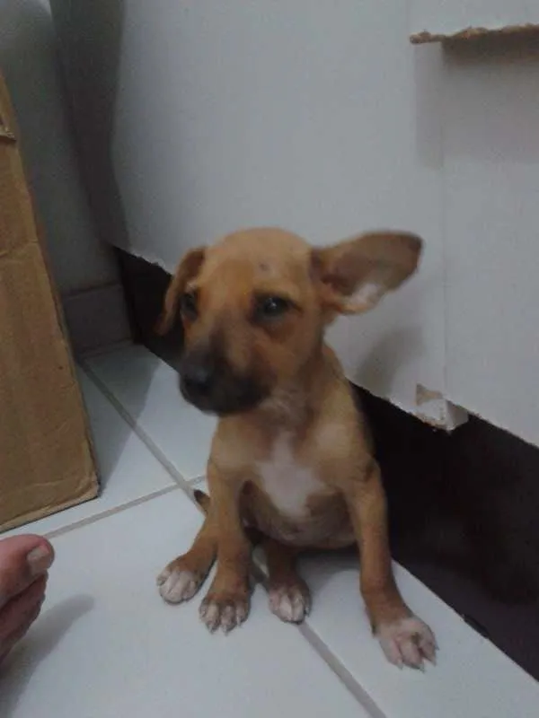 Cachorro raça indefinida idade Abaixo de 2 meses nome Brad, Jolie, Angelina