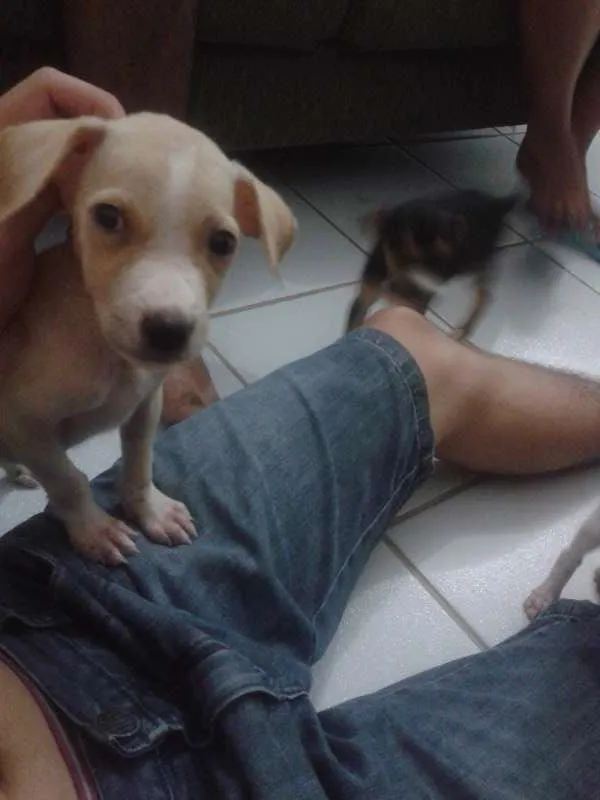 Cachorro raça indefinida idade Abaixo de 2 meses nome Brad, Jolie, Angelina