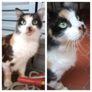 Gato raça  idade  nome Angel
