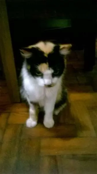 Gato ra a  idade  nome Angel