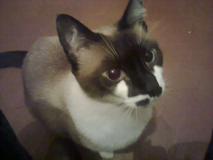 Gato ra a Siamês idade 6 ou mais anos nome Bibi GRATIFICA