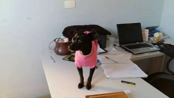 Cachorro ra a misturada idade 1 ano nome nina